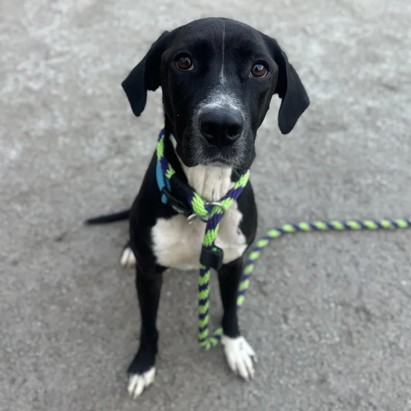 An adult medium-sized male Black Labrador Retriever dog named Dallas for adoption in Philadelphia, PA