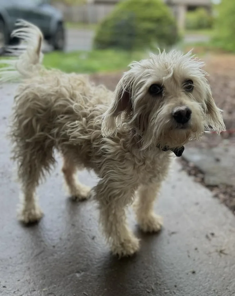 An adult small-sized male Maltipoo dog named Spunky for adoption in Tigard, OR