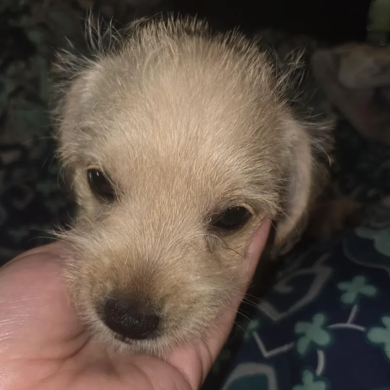 Shaggy thumbnail 2