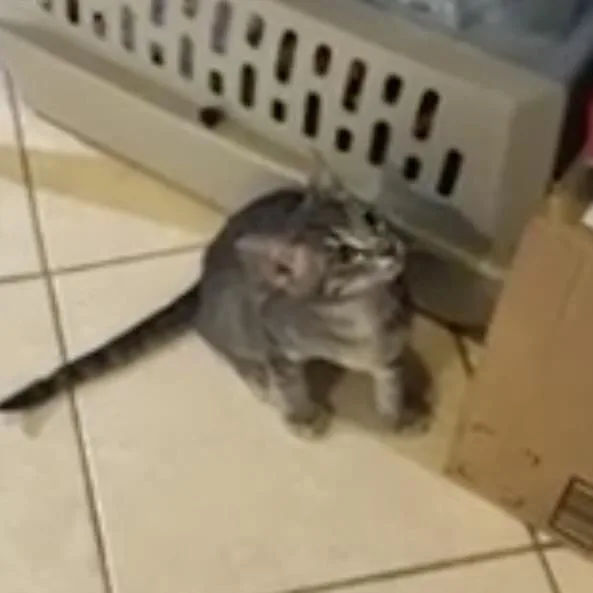A baby small-sized male Tabby (Gray / Blue / Silver) Domestic Short Hair cat named Carson for adoption in Liverpool, TX