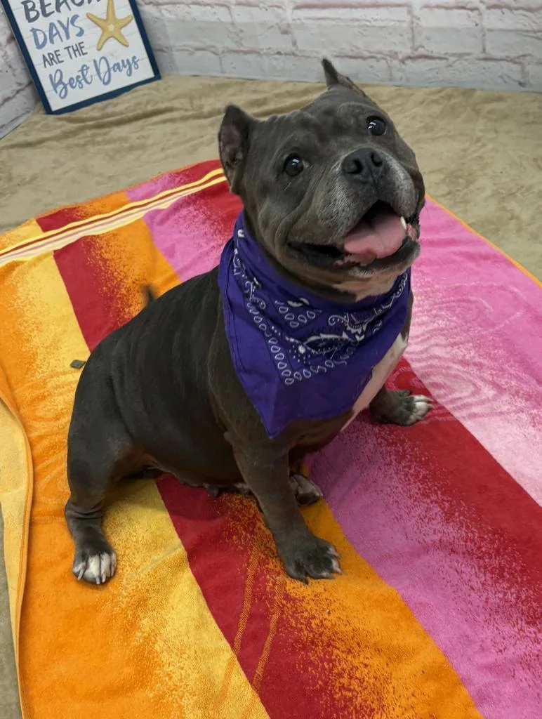 An adult medium-sized female Mixed Breed dog named Celia Hammond for adoption in Detroit, MI