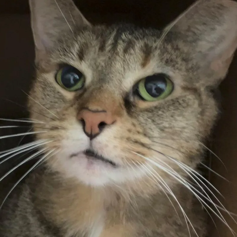 An adult large-sized female Tortoiseshell Domestic Short Hair cat named Balsamic Vin for adoption in La Grange, KY