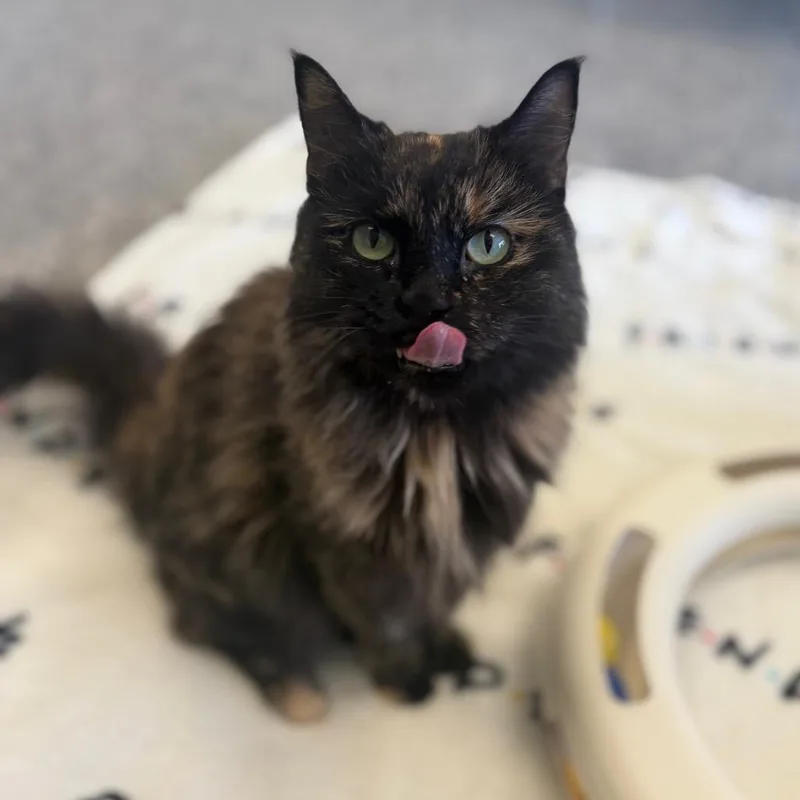 A senior medium-sized female Domestic Long Hair cat named Jazz for adoption in Fairport, NY
