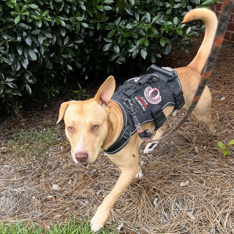 An adult medium-sized male Apricot / Beige Mixed Breed dog named Straywarmspringsroad for adoption in Columbus, GA