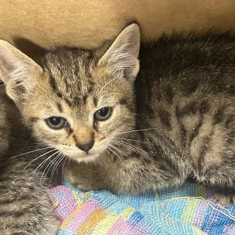 A baby small-sized male Gray / Blue / Silver Domestic Short Hair cat named Jerry for adoption in Newark, NJ