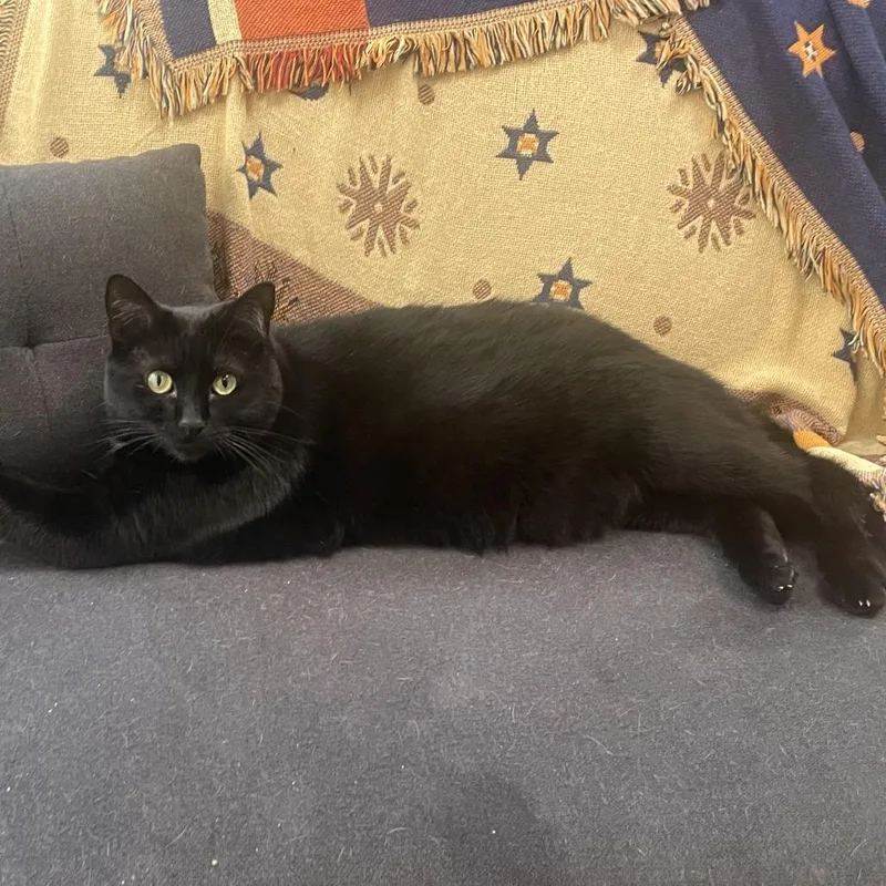 An adult small-sized female Black Domestic Short Hair cat named Tap for adoption in Jupiter, FL