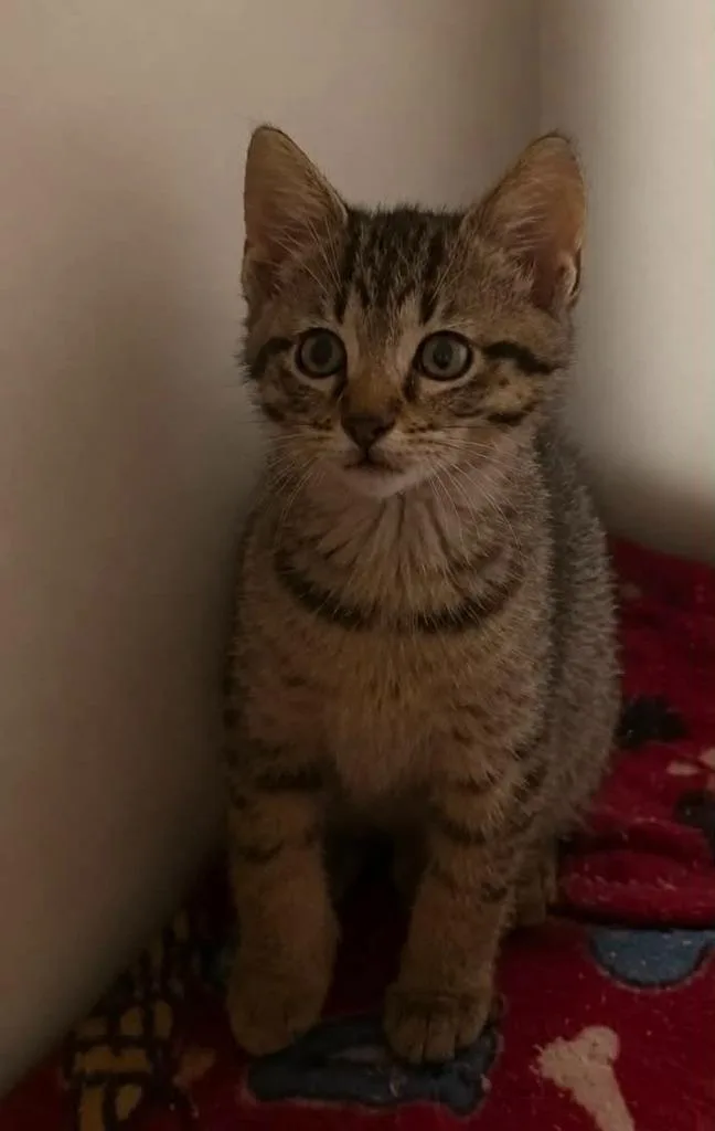 Sterling