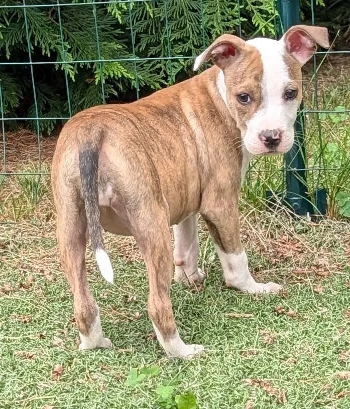 A baby medium-sized female Mixed Breed dog named Lydia for adoption in Highland, NY