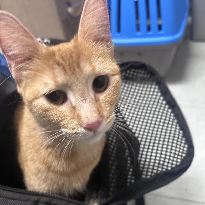 An adult medium-sized female Orange / Red Domestic Short Hair cat named Cheddar for adoption in Philadelphia, PA