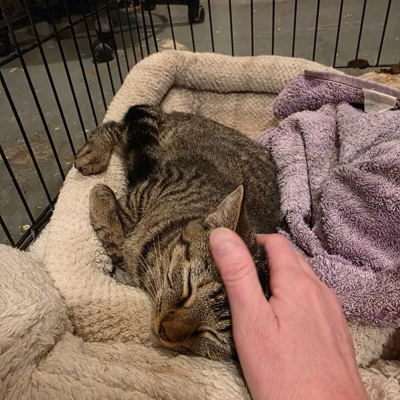 A baby medium-sized female Brown / Chocolate Domestic Short Hair cat named Stevie Nicks for adoption in Saint Louis, MO