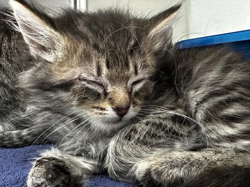 A baby medium-sized female Domestic Short Hair cat named Foam for adoption in Jonesboro, AR