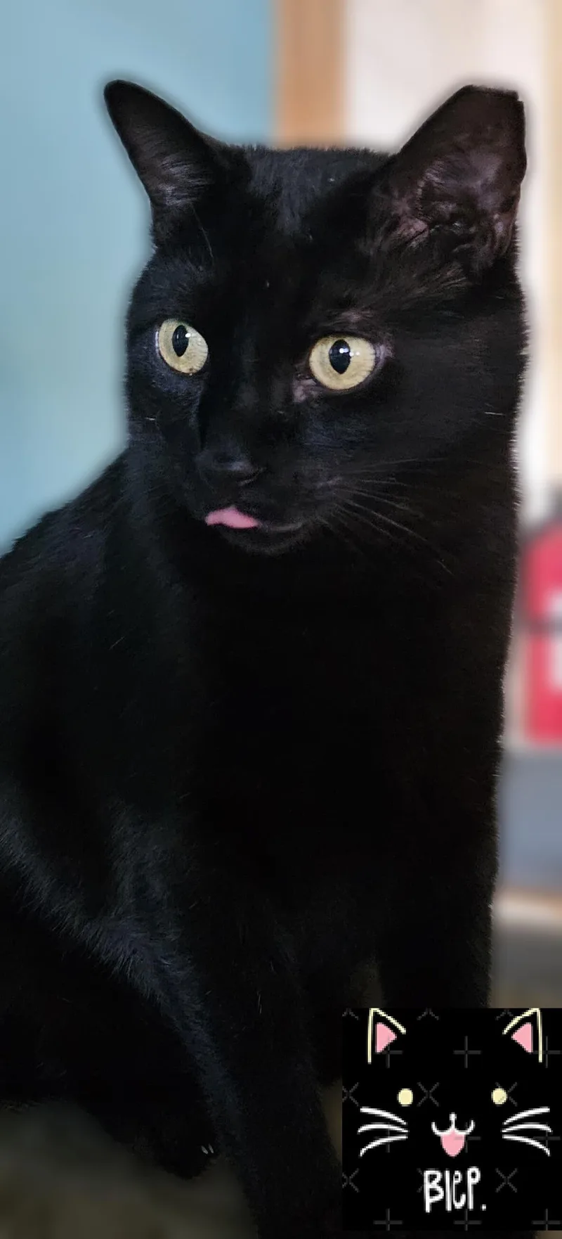 Panther Girl thumbnail 2