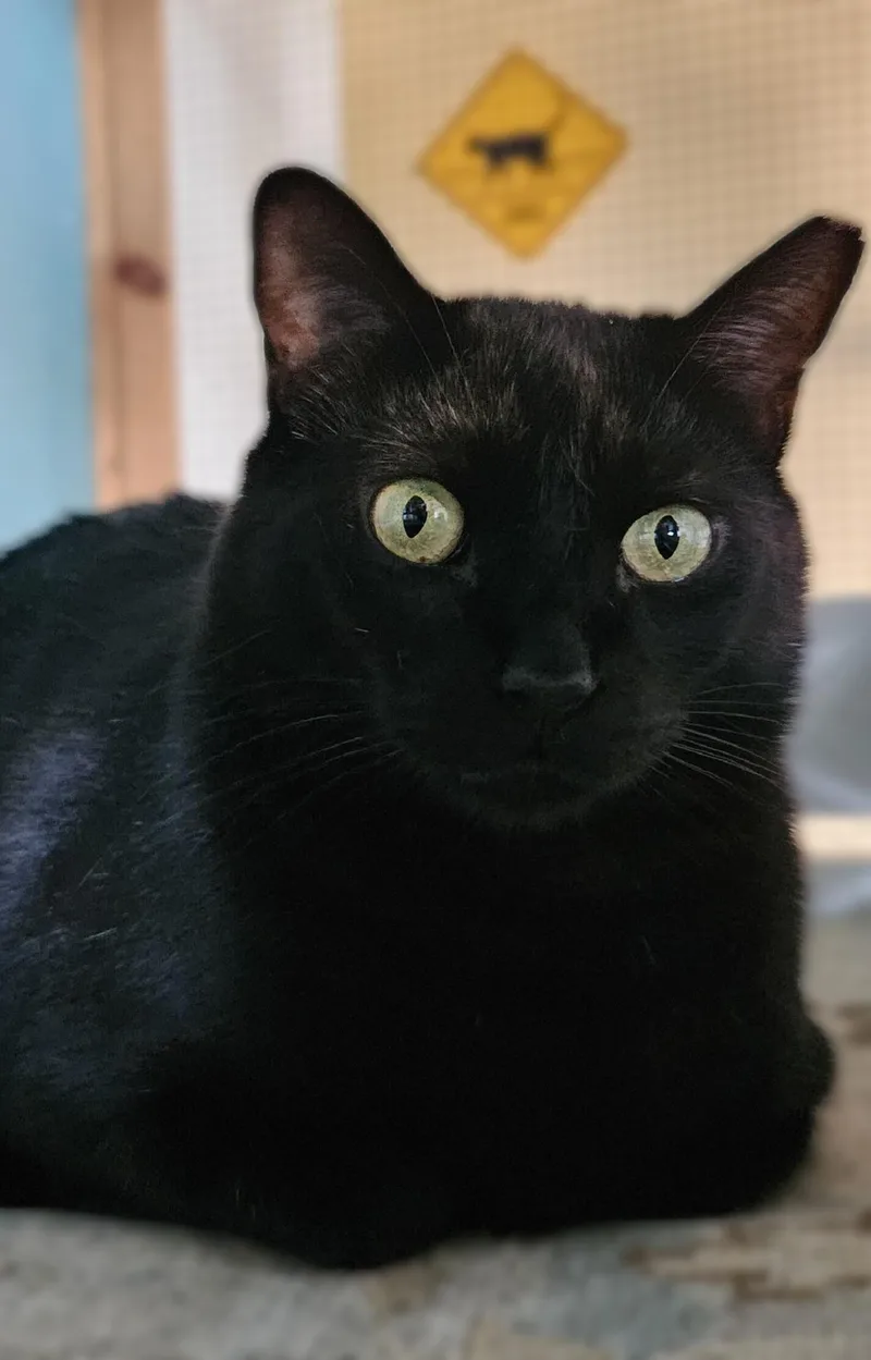 Panther Girl thumbnail 3