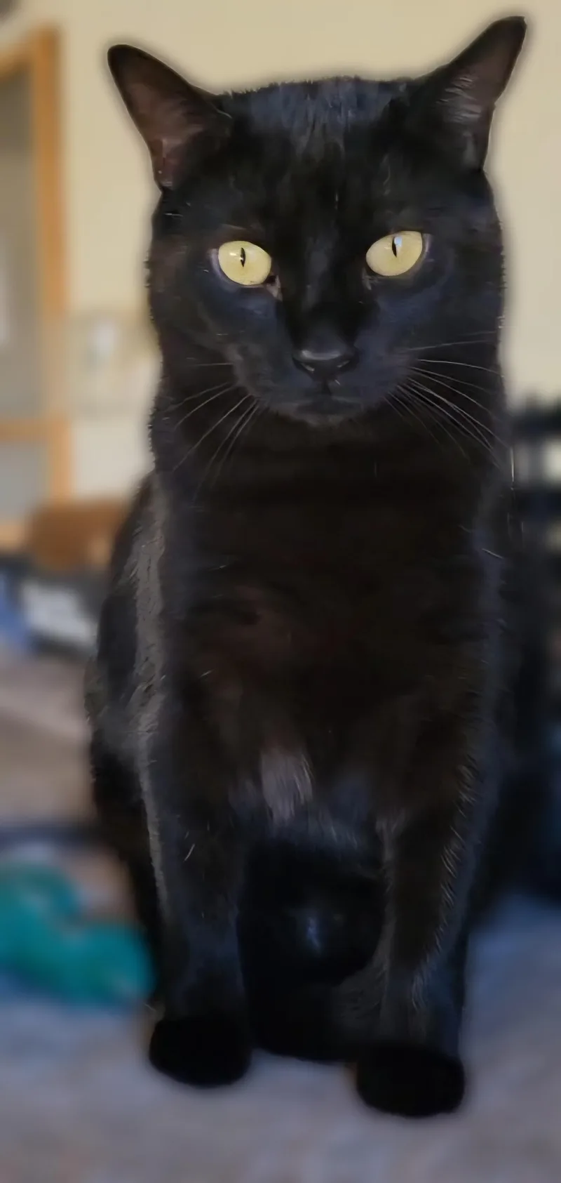 Panther Girl thumbnail 4