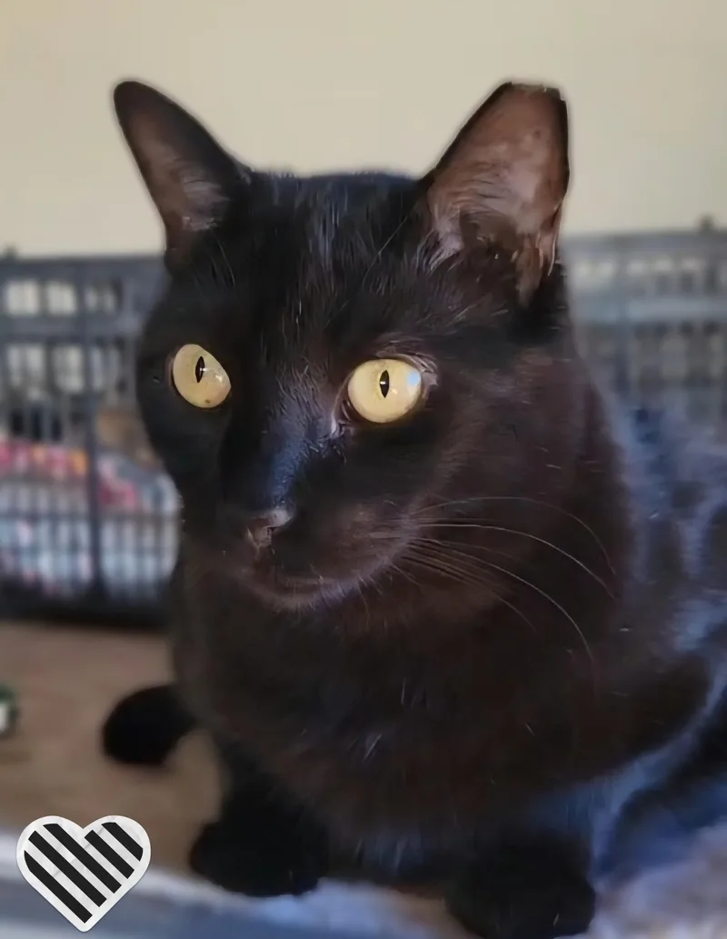 Panther Girl thumbnail 5