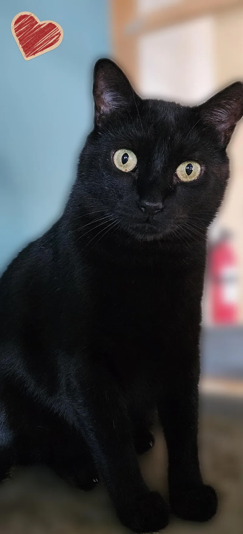 An adult large-sized female Black Domestic Short Hair cat named Panther Girl for adoption in Scottsdale, AZ