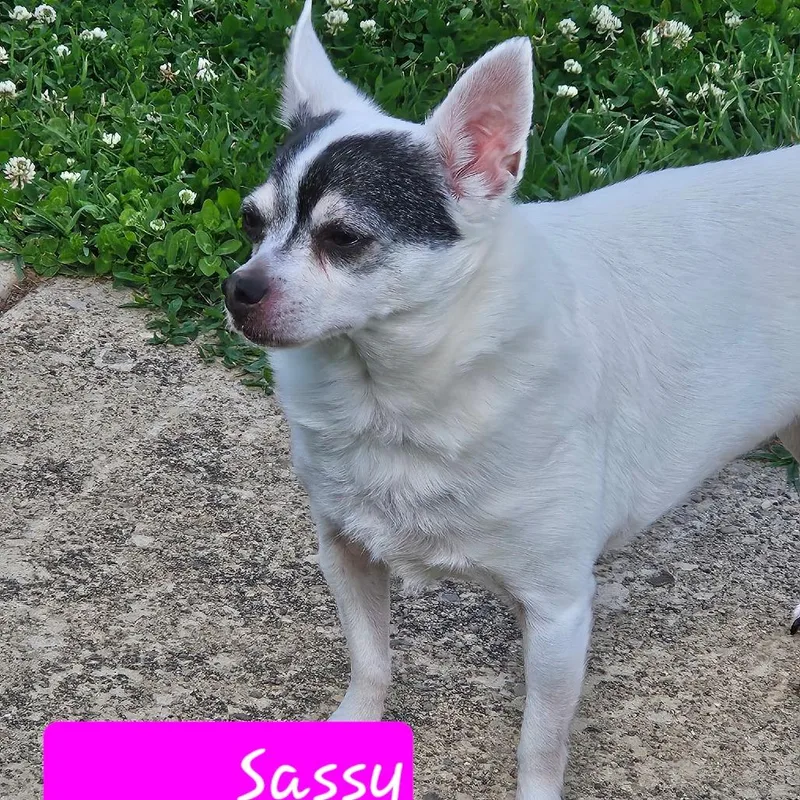 A senior small-sized female White / Cream Chihuahua dog named Sassy for adoption in Lancaster, OH
