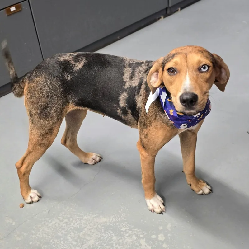 A young medium-sized female Catahoula Leopard Dog dog named Violet for adoption in Fort Collins, CO