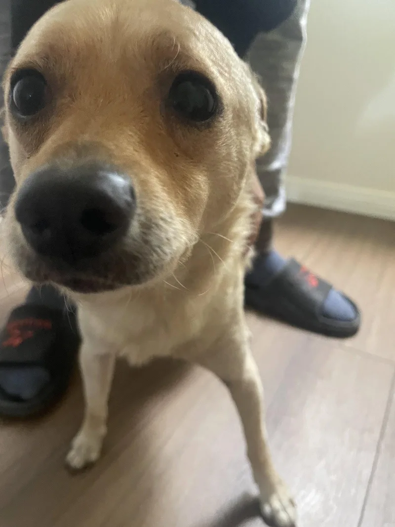 A young small-sized male Chihuahua dog named Bear for adoption in San Diego, CA