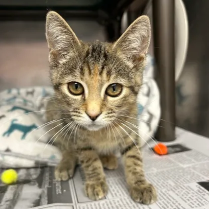 An adult small-sized female Torbie cat named Candy for adoption in North Myrtle Beach, SC