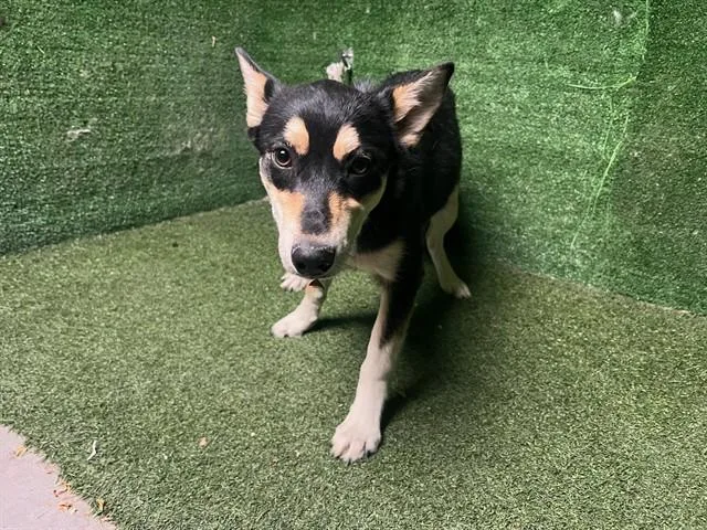 A young medium-sized female Siberian Husky dog named A for adoption in Lancaster, CA