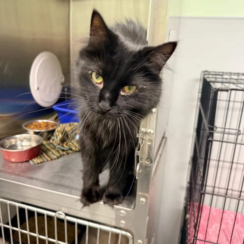 An adult small-sized male Black Maine Coon cat named Cedric for adoption in Georgetown, KY