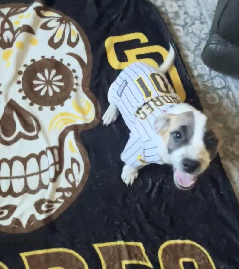 A baby small-sized female Terrier dog named Sally for adoption in El Cajon, CA