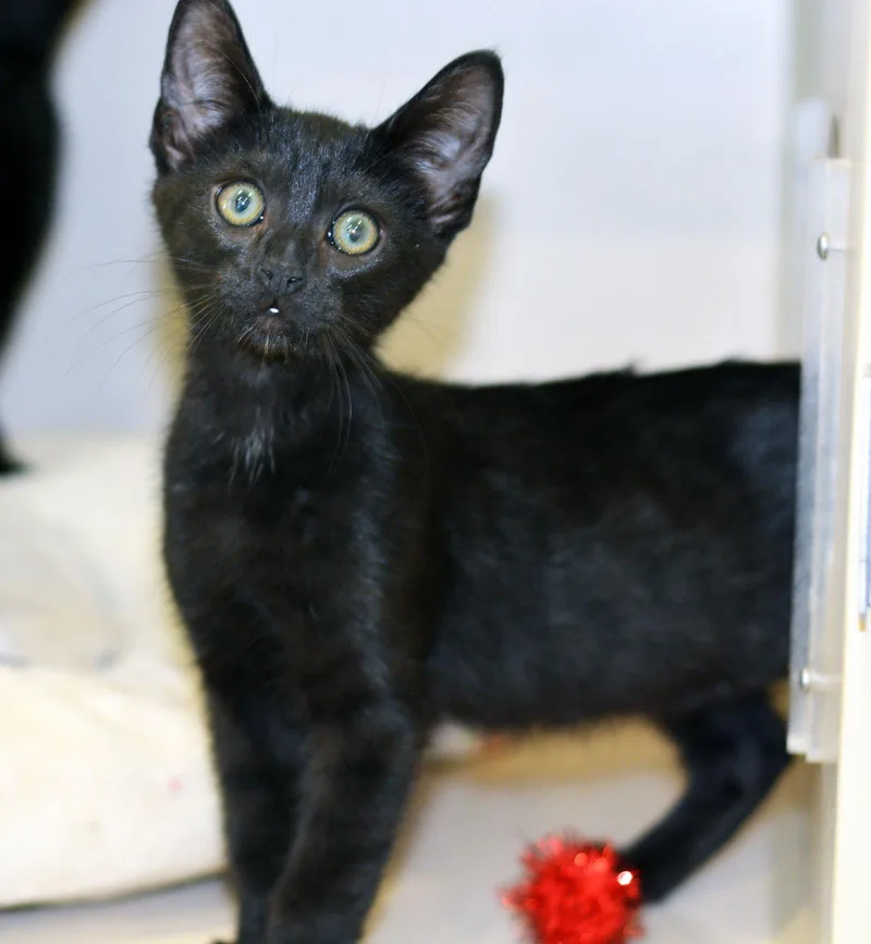 A baby medium-sized male Black Domestic Short Hair cat named Louie for adoption in San Clemente, CA