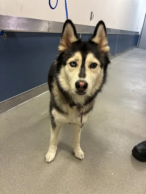 An adult large-sized female Siberian Husky dog named Alexa for adoption in Miami, FL