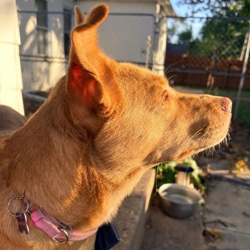 An adult medium-sized female Cattle Dog dog named Phoebe for adoption in Crystal, MN