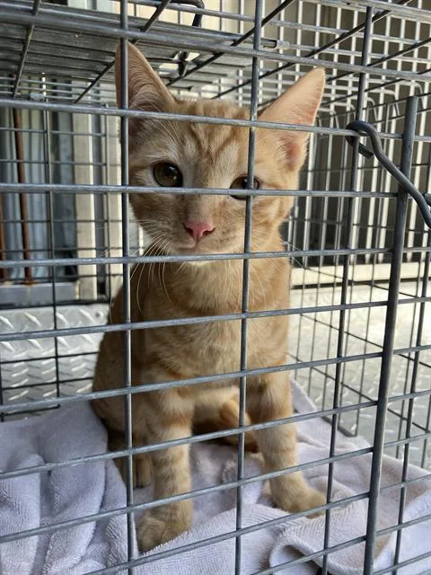A young small-sized male Domestic Short Hair cat named Peter for adoption in Dallas, TX