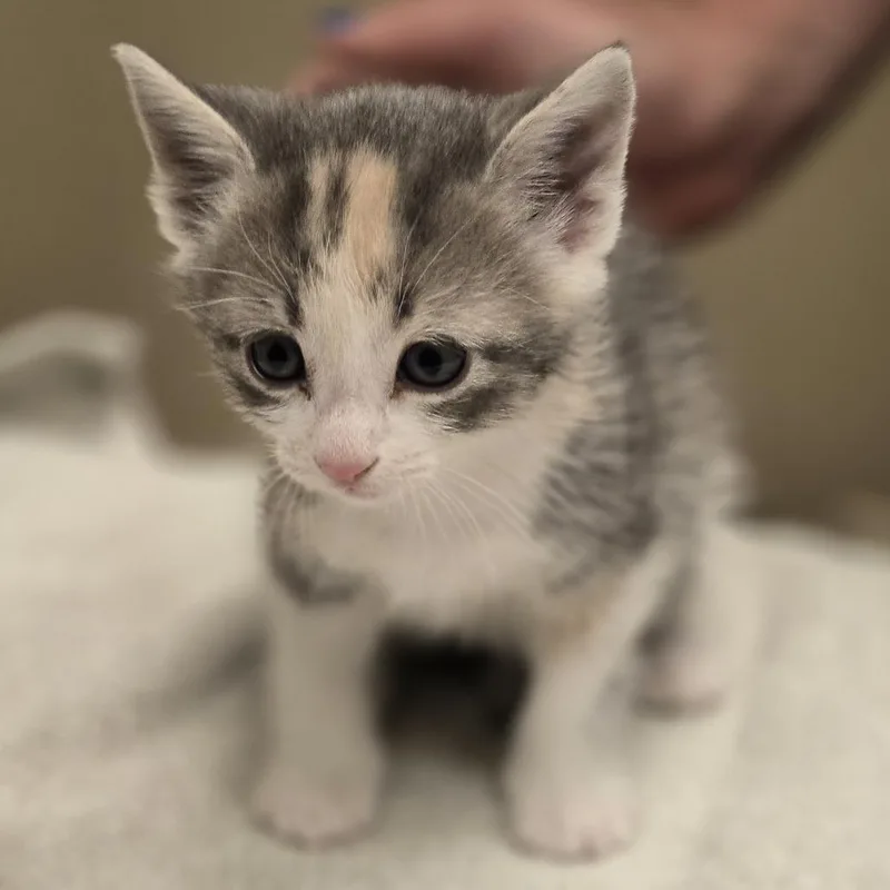 A baby small-sized female Gray / Blue / Silver Domestic Short Hair cat named Hyundai for adoption in Wickenburg, AZ