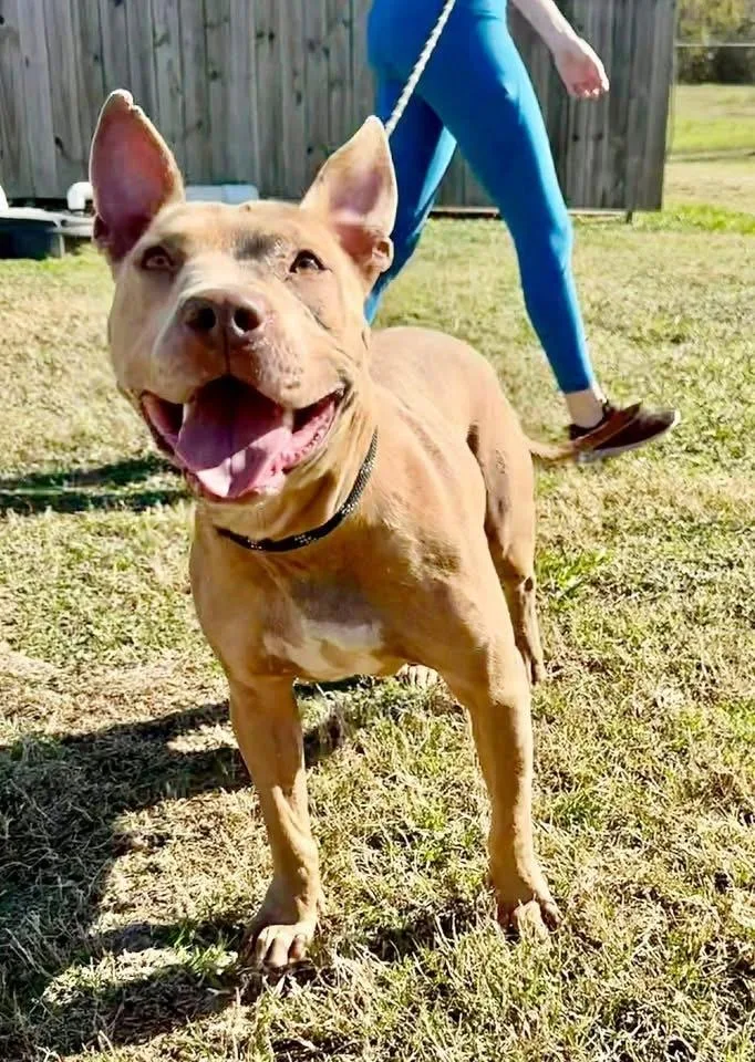 Emily The Effervescent