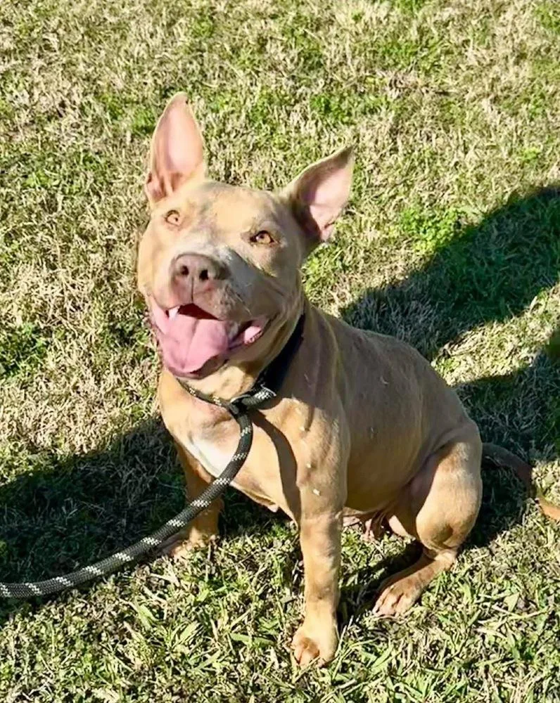 Emily The Effervescent thumbnail 3