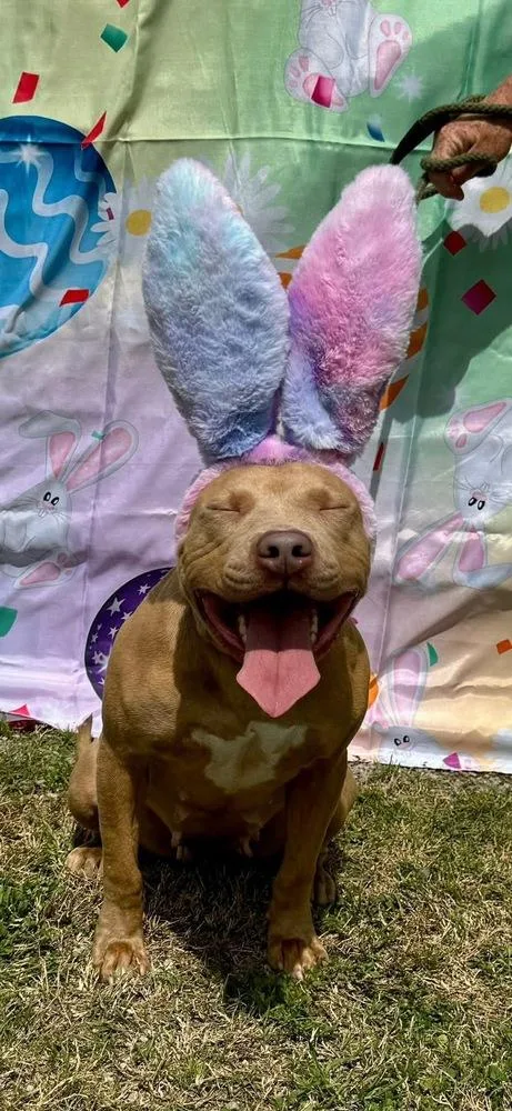 Emily The Effervescent thumbnail 4