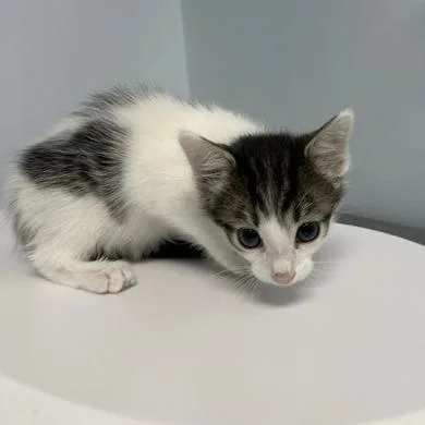 A baby small-sized female White Domestic Short Hair cat named Phoenix for adoption in Indianapolis, IN