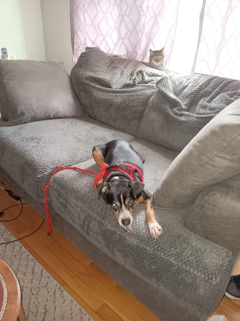 An adult small-sized male Chihuahua dog named Zeus for adoption in Kingston, MA