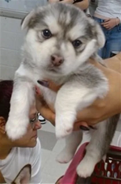 A baby small-sized male Siberian Husky dog named Blaze for adoption in Oklahoma City, OK