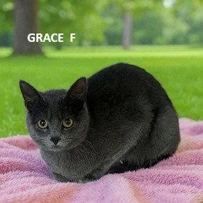 An adult medium-sized female Domestic Short Hair cat named Grace for adoption in Evergreen, CO