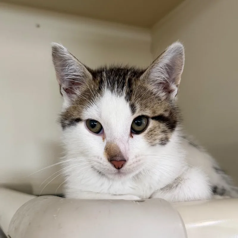 A baby small-sized male White Domestic Short Hair cat named Buzz for adoption in Spanish Fork, UT