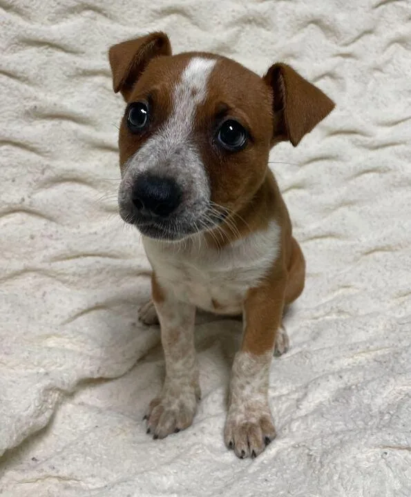 A baby large-sized male Red / Chestnut / Orange German Shepherd Dog dog named Honey for adoption in Jackson, MI
