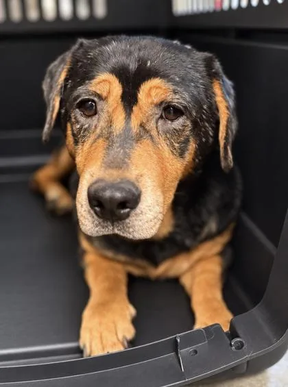 A senior medium-sized male Beagle dog named Dash for adoption in Bowling Green, KY