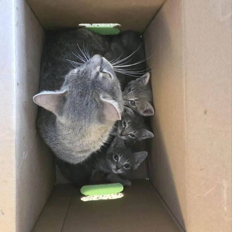 A baby small-sized female Domestic Short Hair cat named Misty for adoption in Fairport, NY
