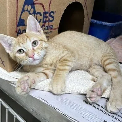 A baby small-sized male Orange / Red Domestic Short Hair cat named Safron for adoption in Novelty, OH