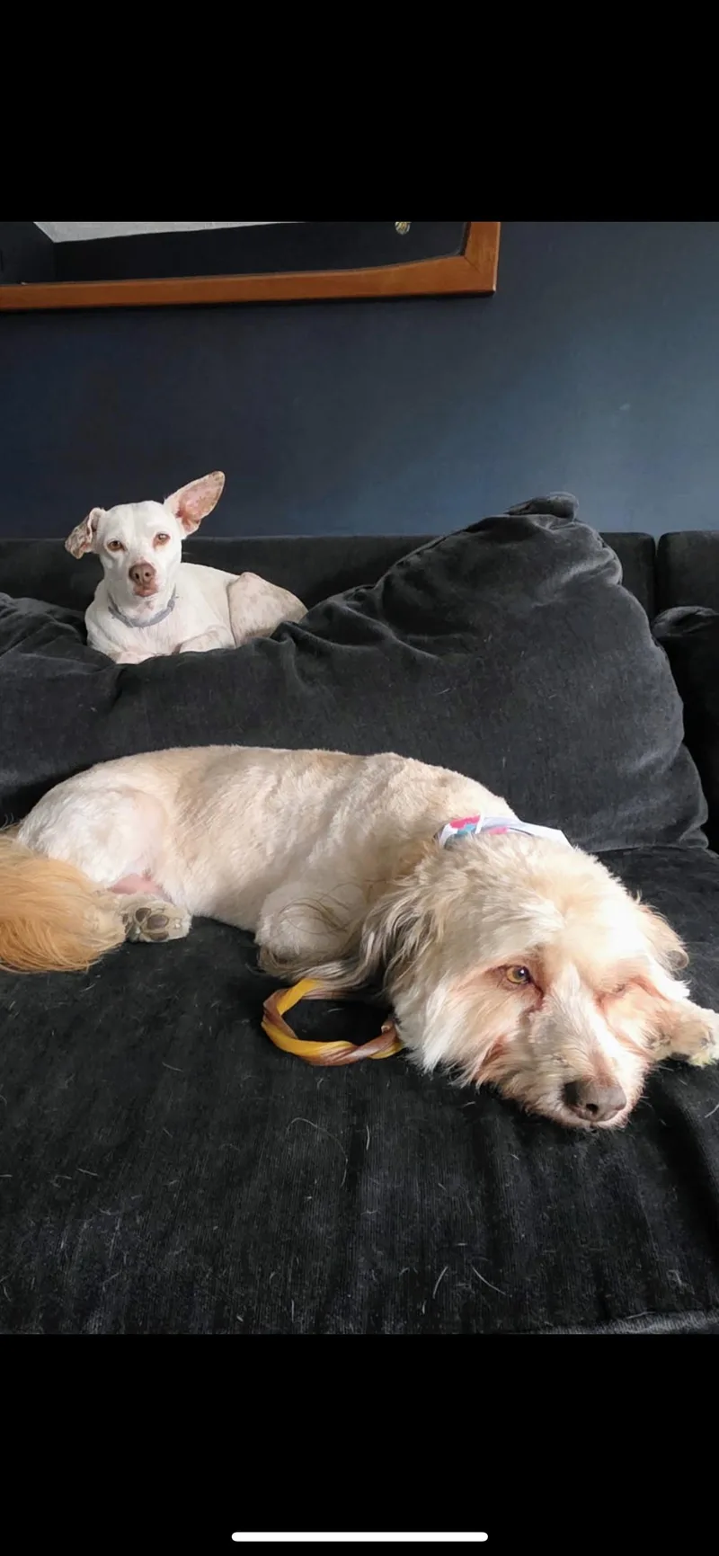A young small-sized female White / Cream Terrier dog named Sam for adoption in Hamden, CT