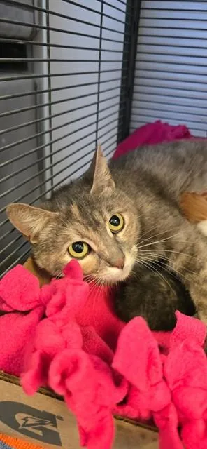 A young small-sized female Domestic Short Hair cat named Unknown for adoption in Rancho Cucamonga, CA