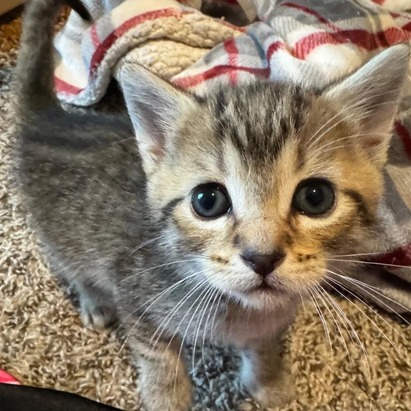 A baby small-sized male Brown / Chocolate Domestic Short Hair cat named Neptune for adoption in Huntsville, AL