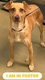 An adult medium-sized female Apricot / Beige Border Collie dog named Demi for adoption in Denton, TX