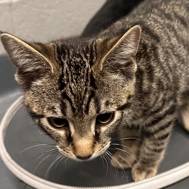 A baby small-sized male Brown / Chocolate Domestic Short Hair cat named Chip for adoption in Allentown, PA