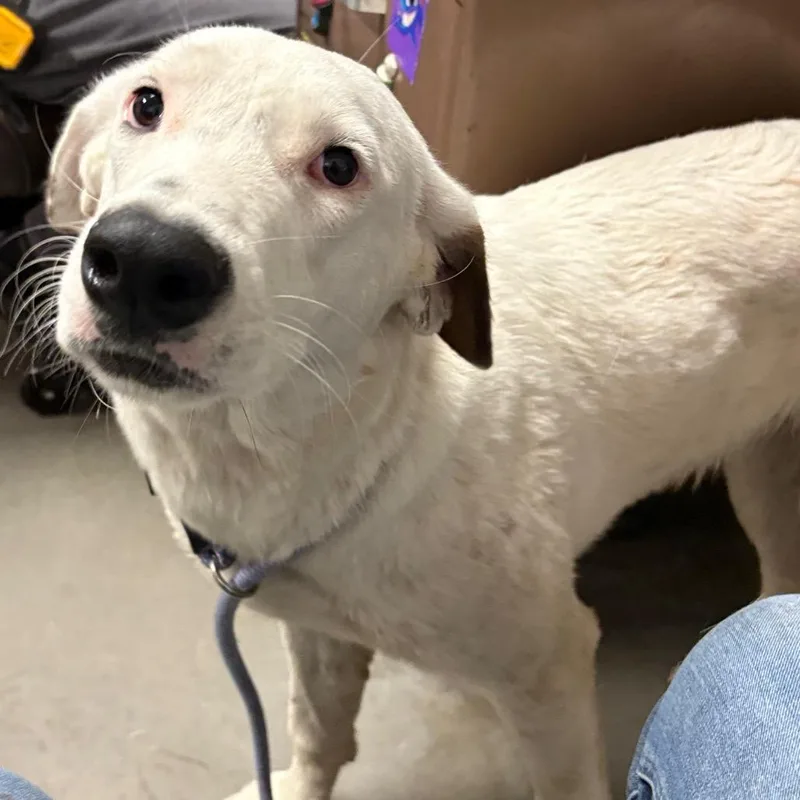 An adult medium-sized female White / Cream Labrador Retriever dog named Sweetie for adoption in Yuma, AZ